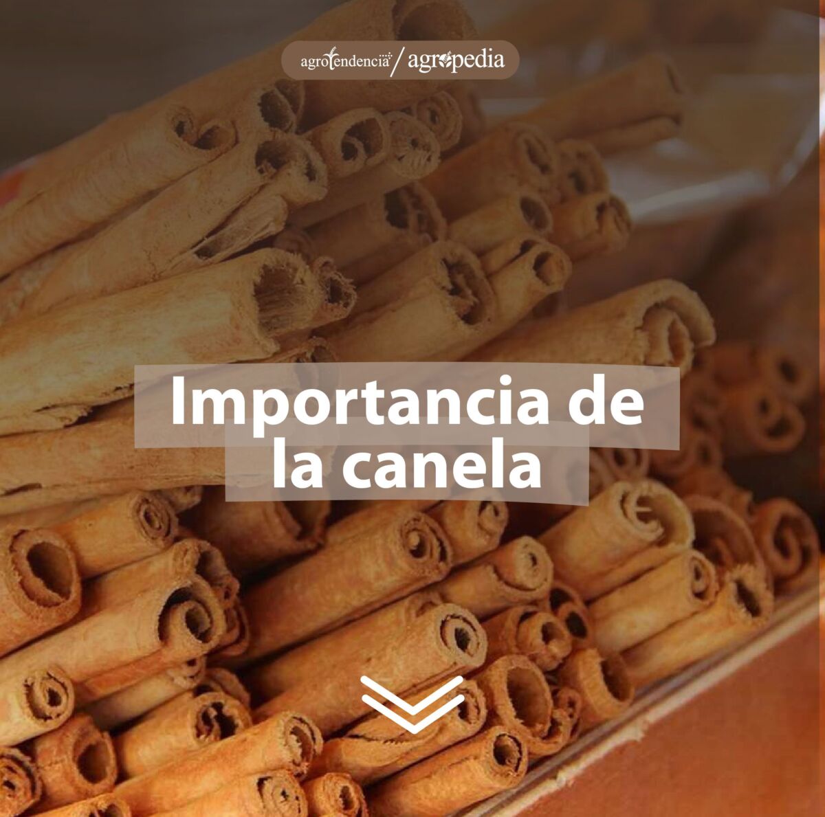 canela acumulada
