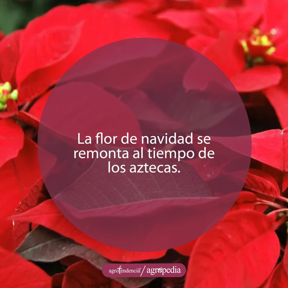 Vista cercana de flores de navidad color rojo