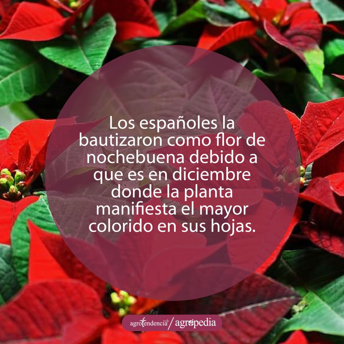 Flores de nochebuena
