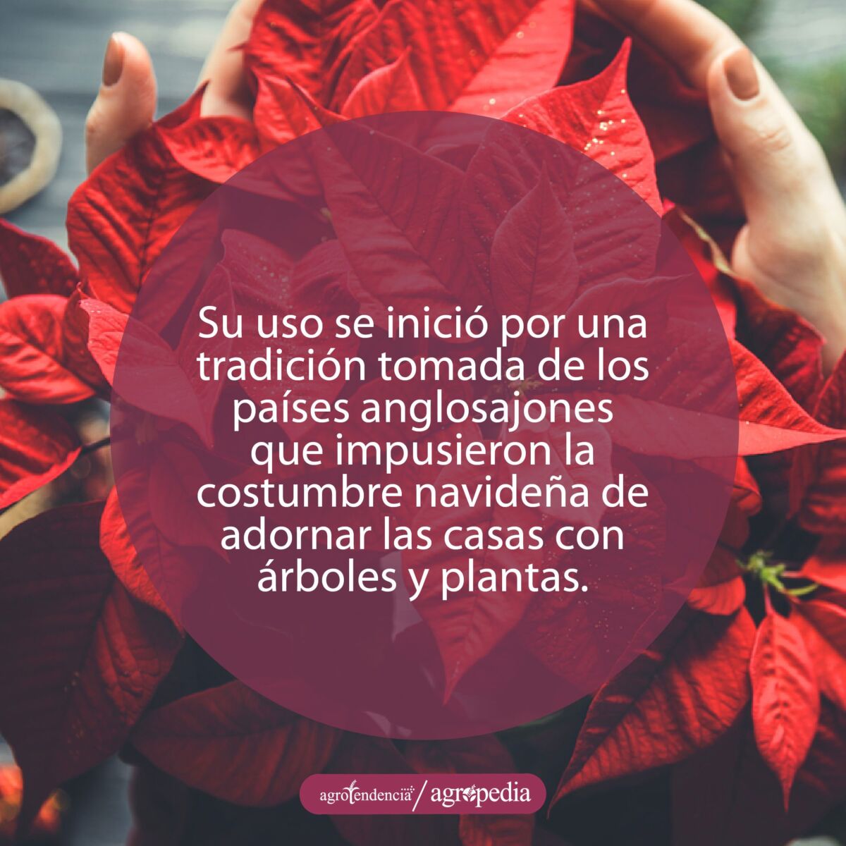 Manos sosteniendo una flor de nichebuena
