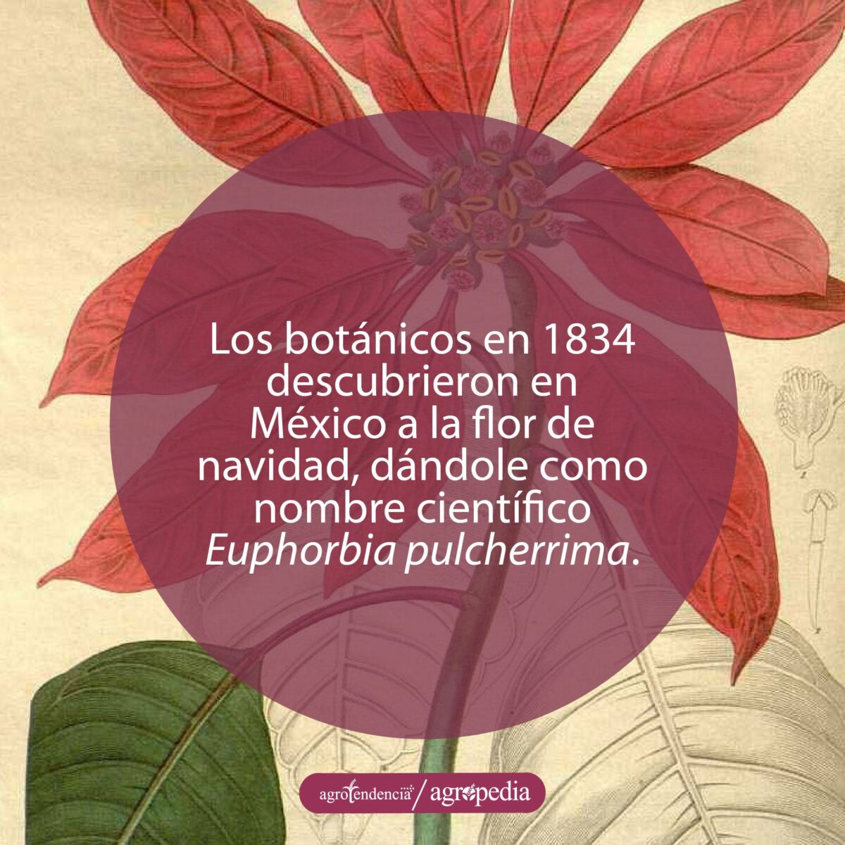 Dibujo de la flor de navidad