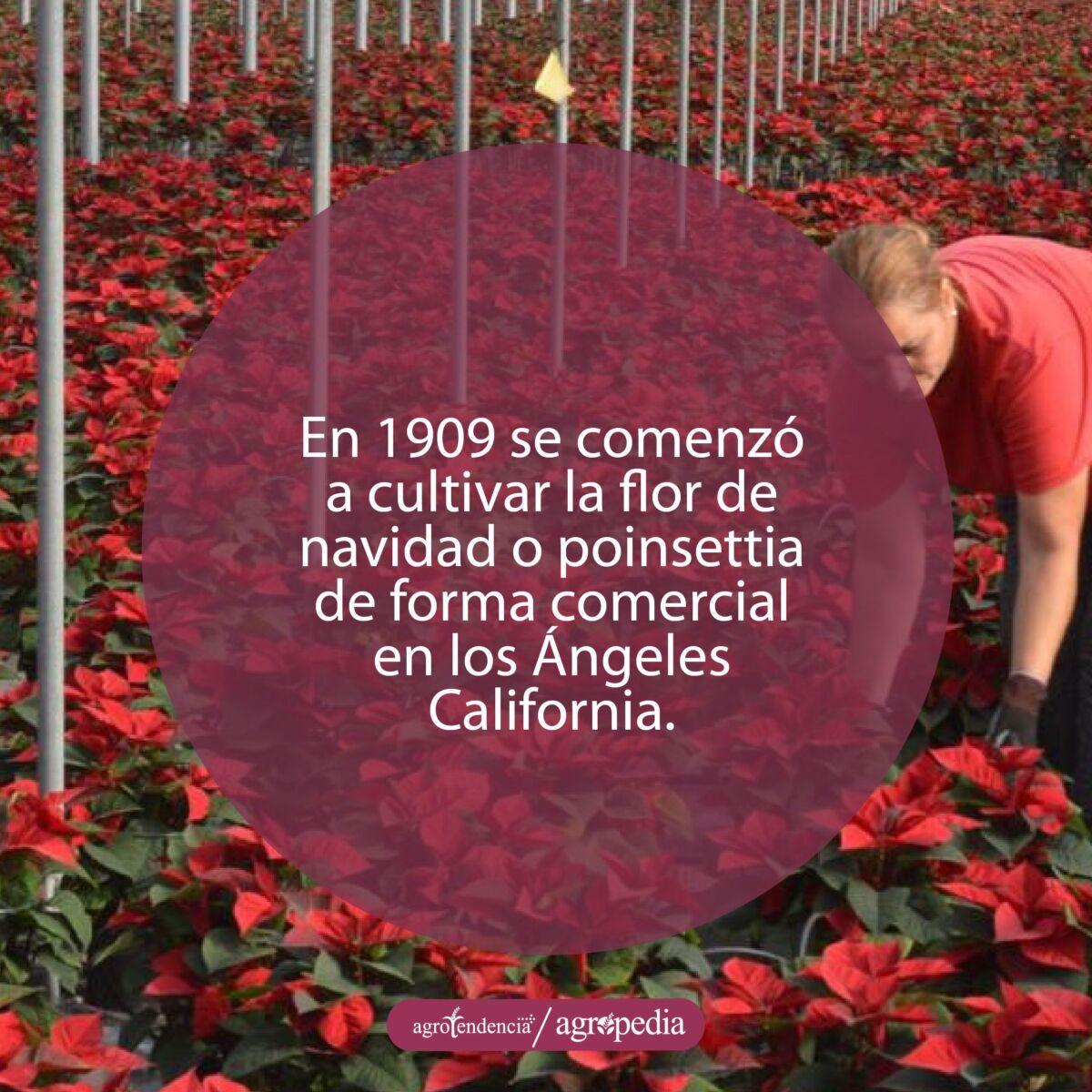Mujer inspeccionando cultivo de flor de nochebuena