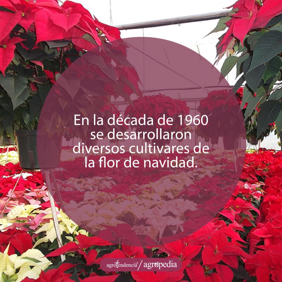 Flores de navidad amarillas y rojas