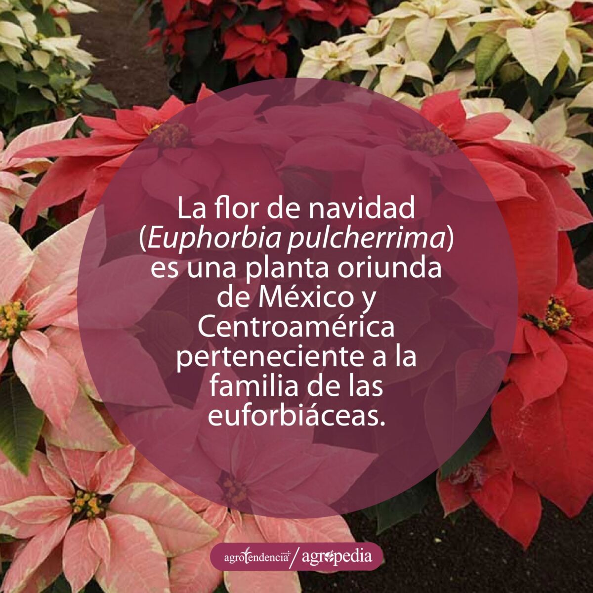 Flores de pascua rosadas, amarillas y rojas