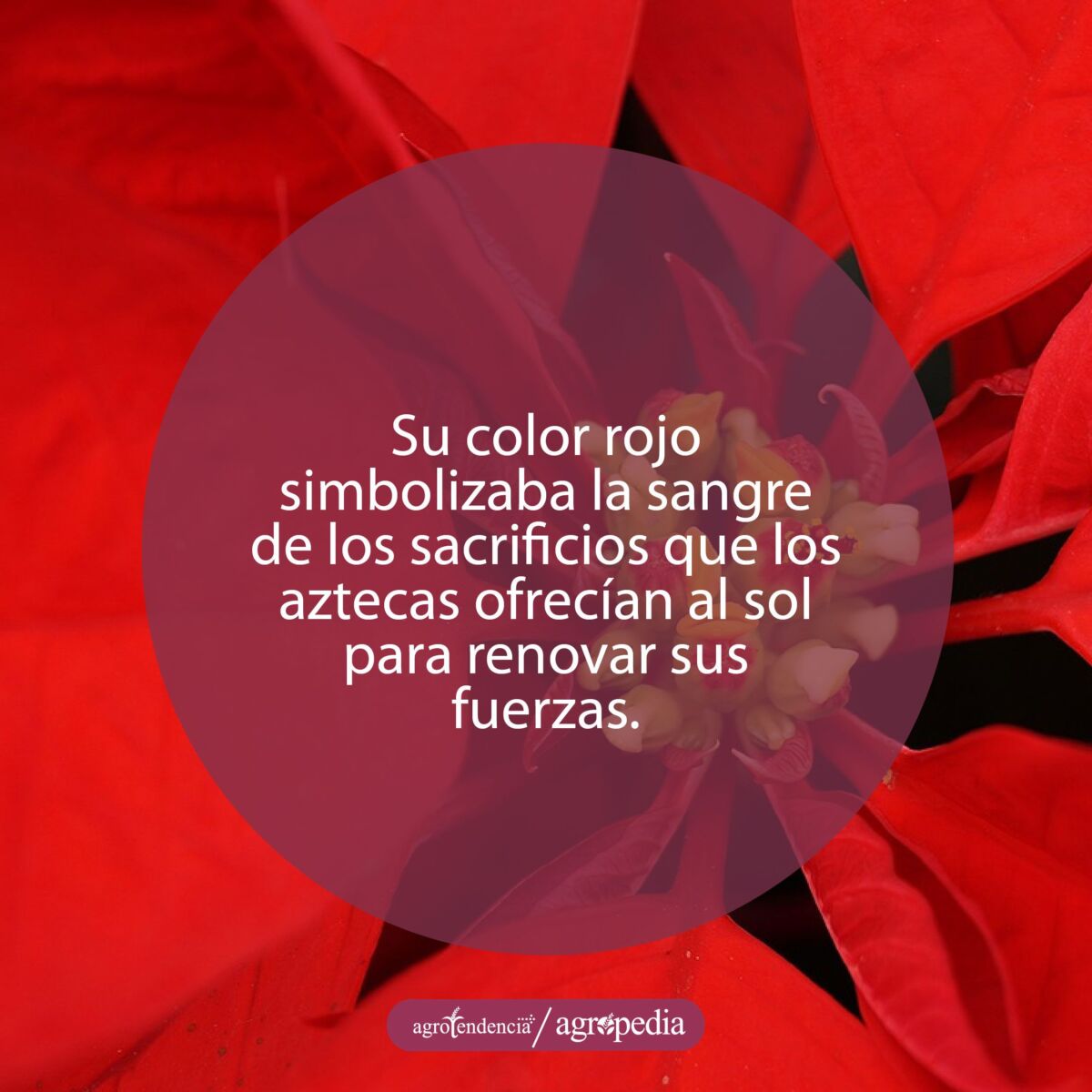 Vista cercana de una flor de nochebuena