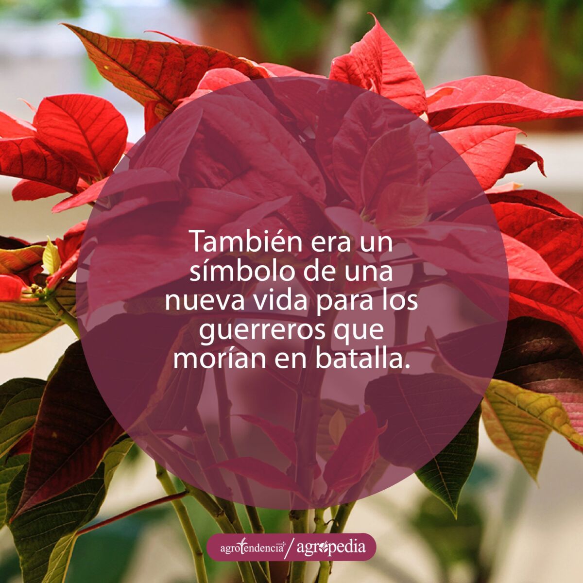 un ramo de flor de pascua