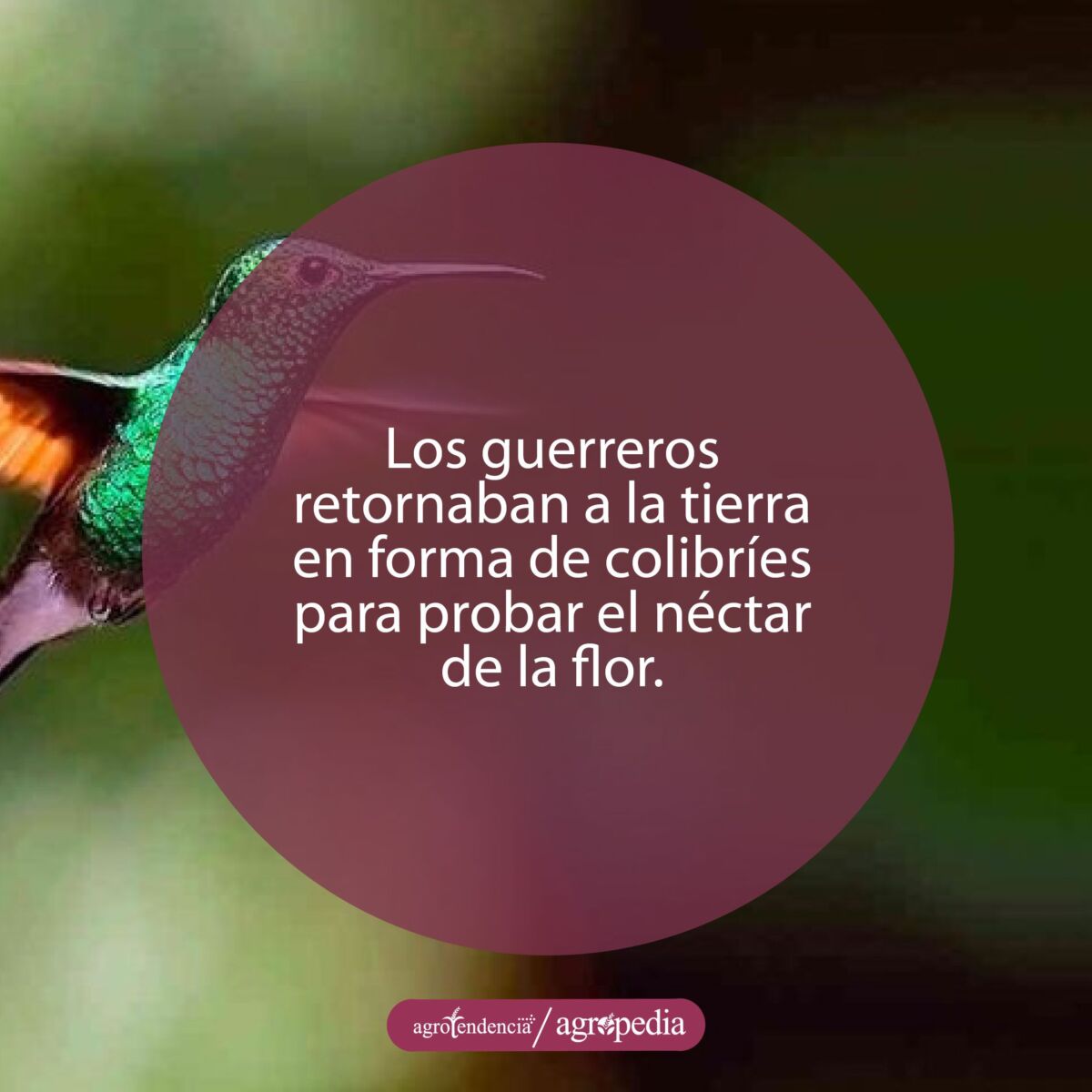 Un colibrí