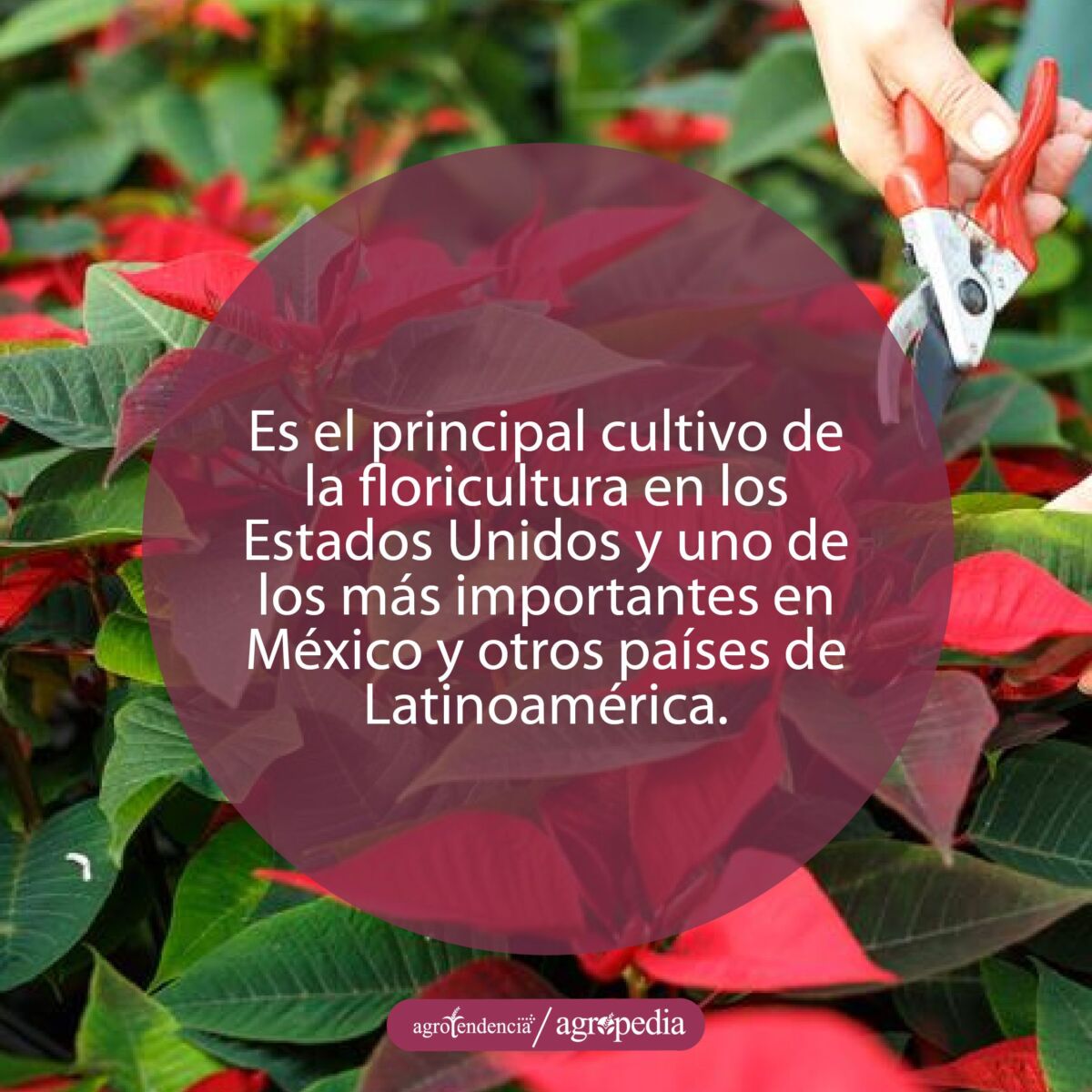 Mano con tijera para corta flor de navidad