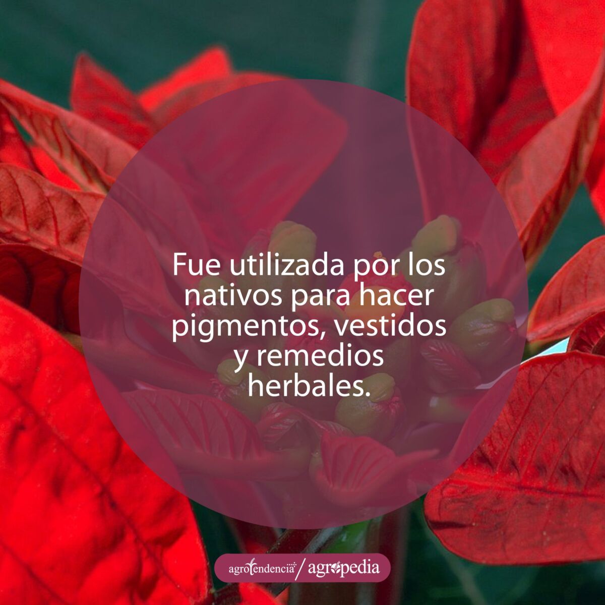 Una flor roja de pascua
