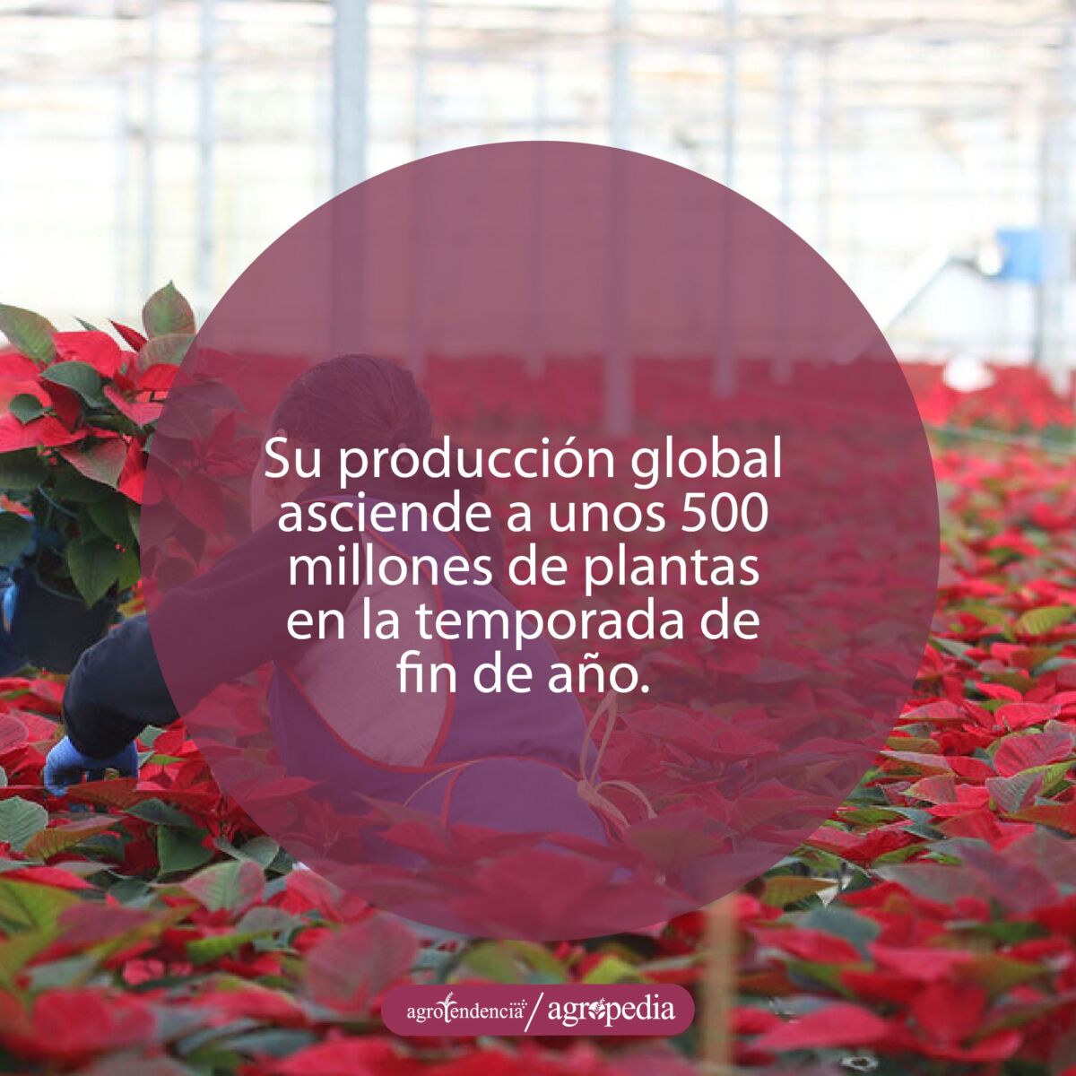 Mujer tomando una planta de flor de nochebuena