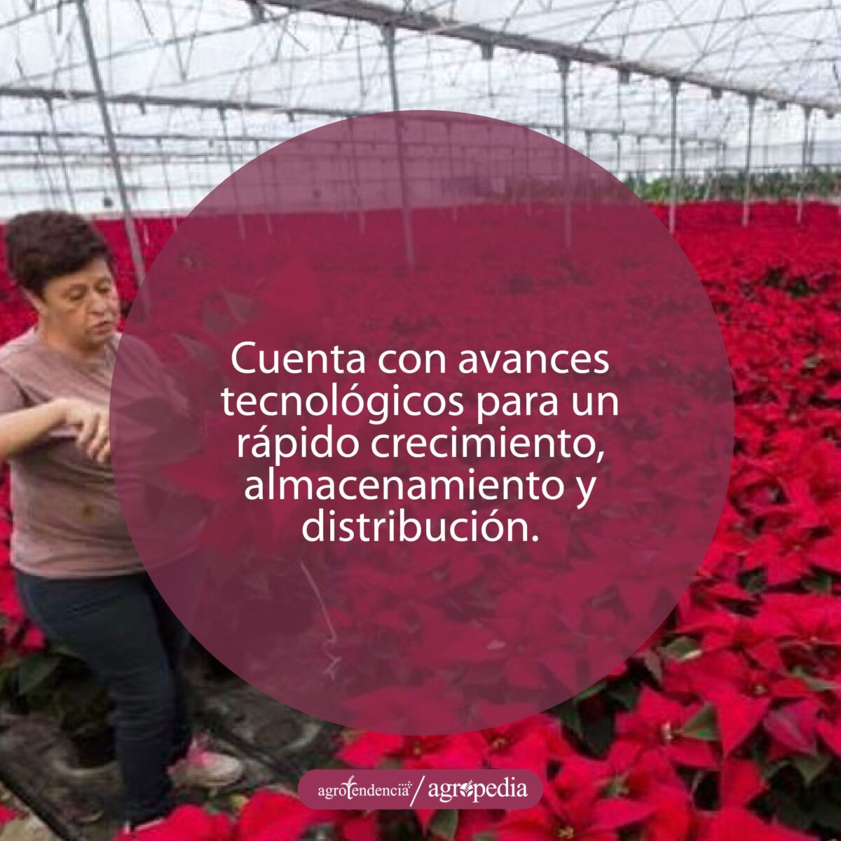 Mujer podando una planta de flor de navidad
