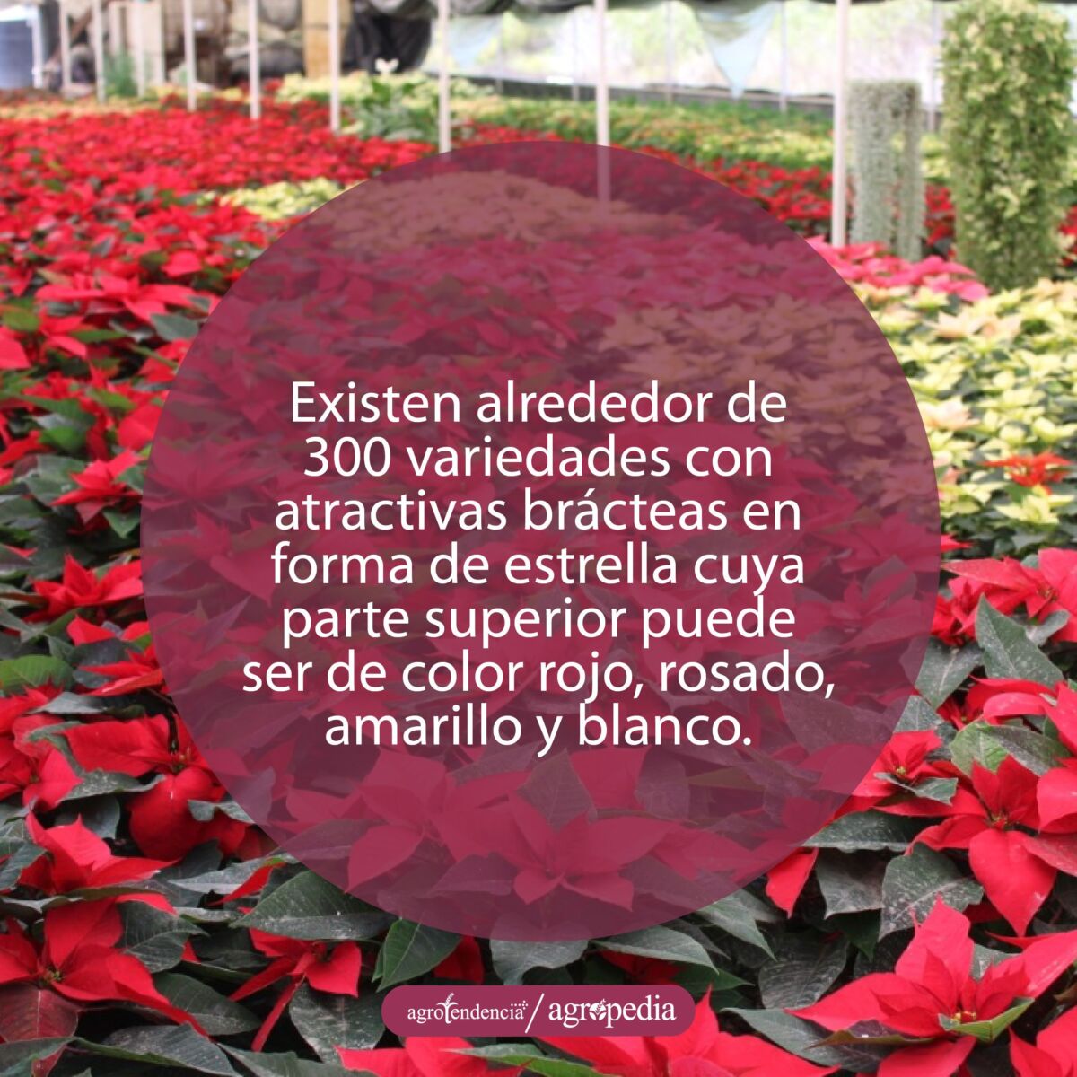 Cultivo de variedades de flor de navidad dentro de un invernadero