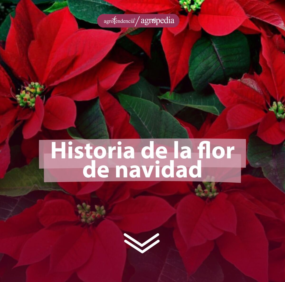 Flores de navidad