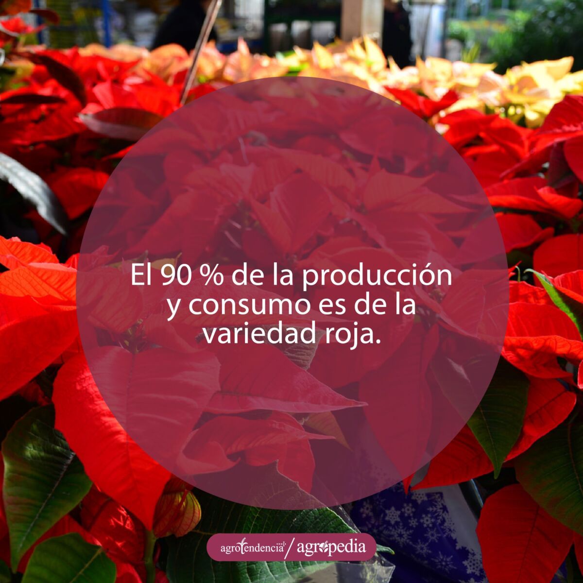 Plantas de flor de navidad roja adelante y amarilla atrás