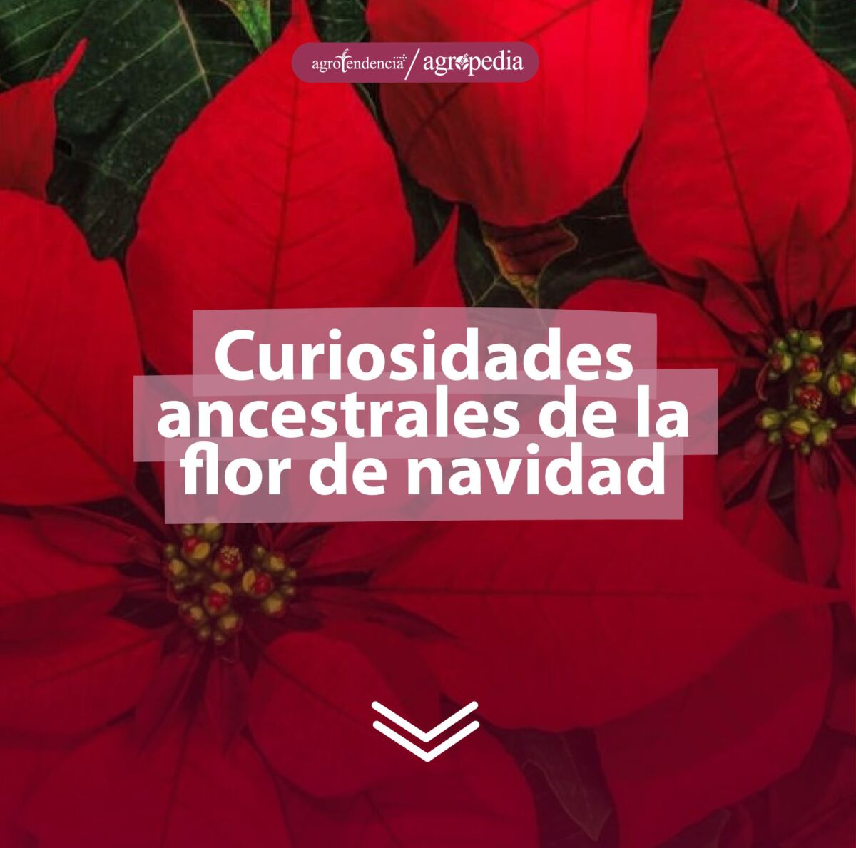 Dos flores de navidad