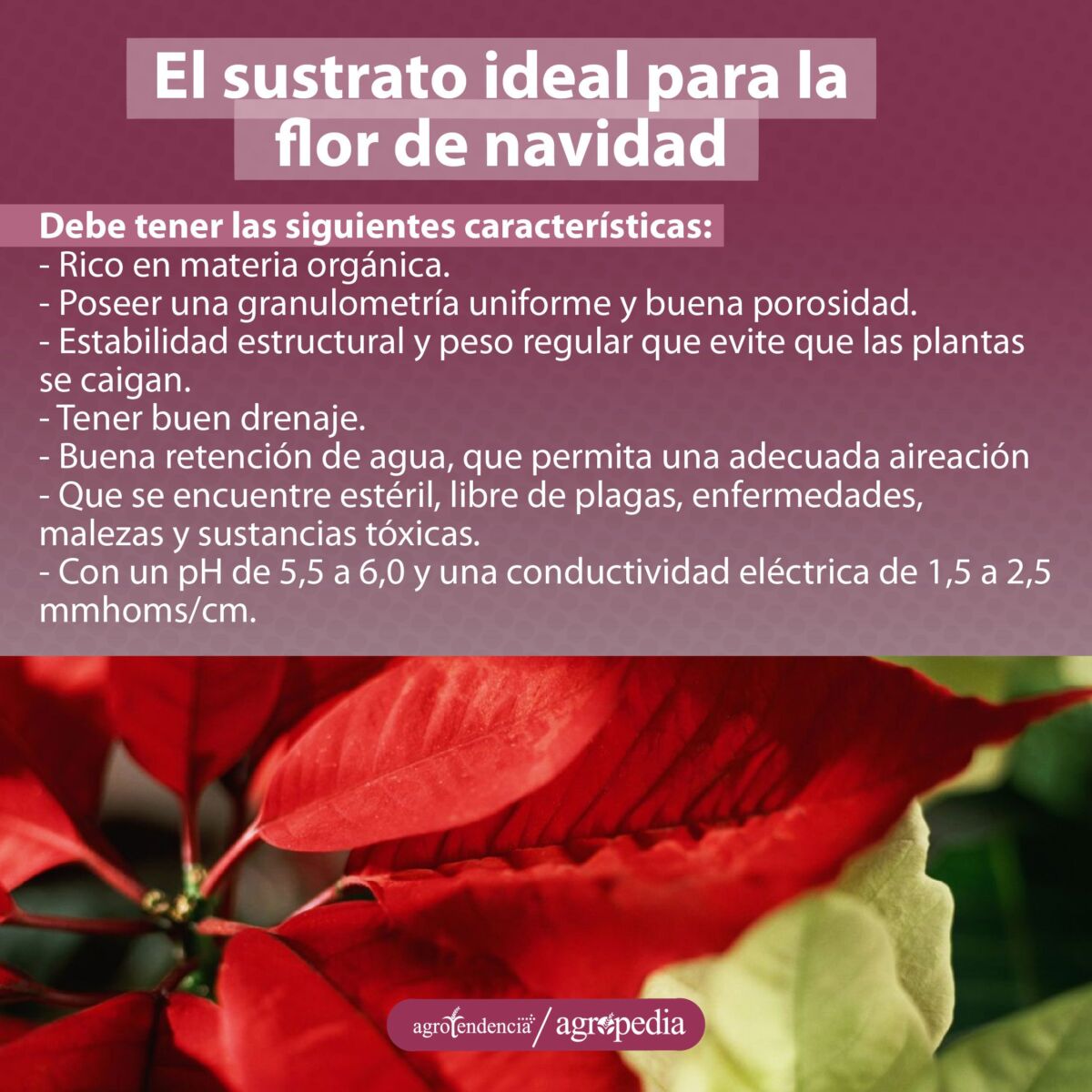 Sracteas rojas y amarillas de plantas de flor de navidad