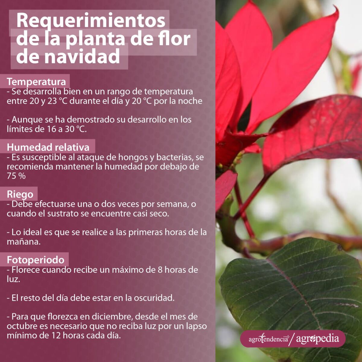 Bracteas rojas de una planta de flor de pascua