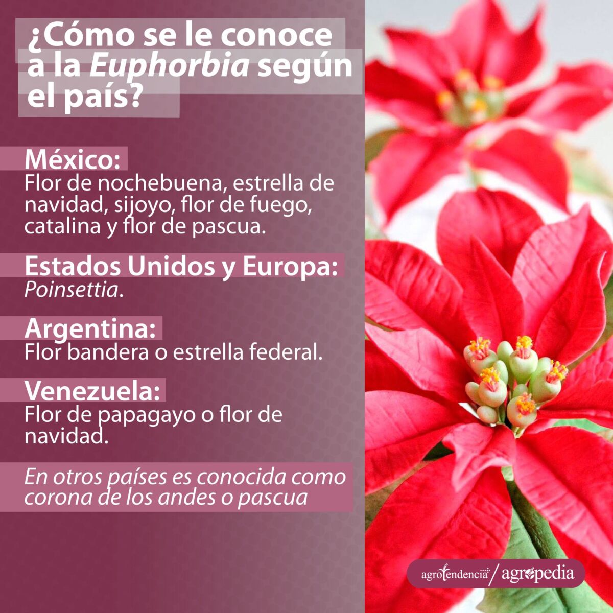 Dos flores de nochebuena
