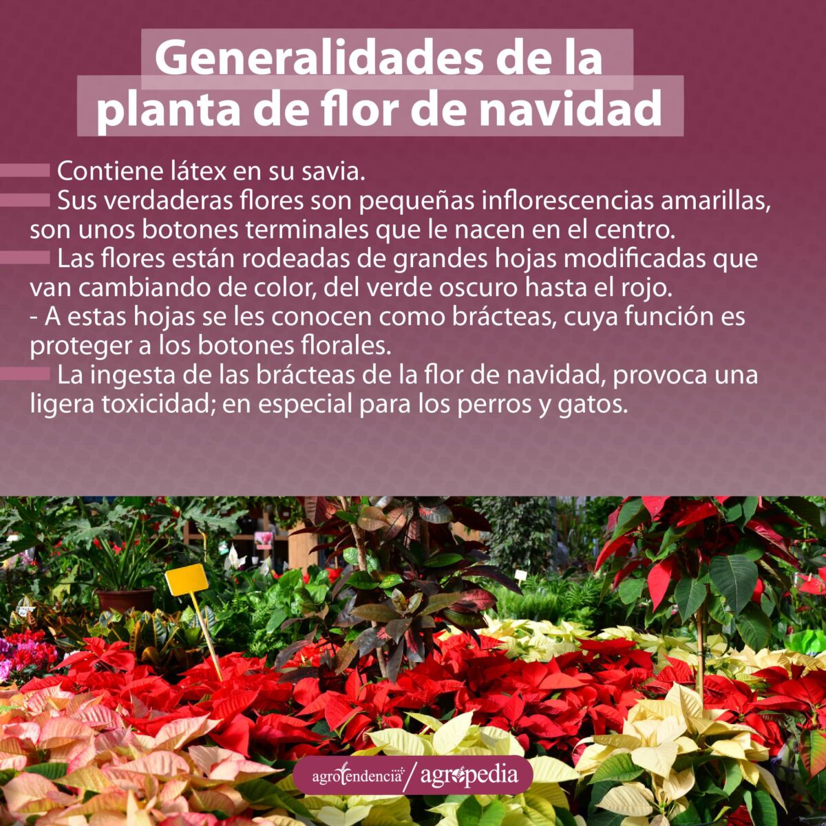 Plantas de flor de navidad de diferentes colores en vivero