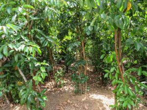 cultivo de canela - manejo agronómico del cultivo de canela