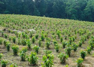 cultivo de canela - manejo agronómico del cultivo de canela