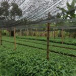 cultivo de canela - manejo agronómico del cultivo de canela