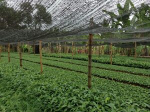 cultivo de canela - manejo agronómico del cultivo de canela