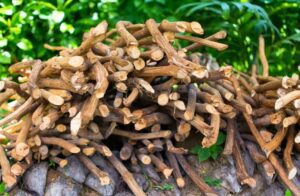 cultivo de canela - manejo agronómico del cultivo de canela