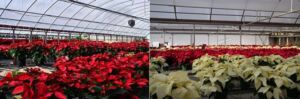 flor de navidad - flor de nochebuena