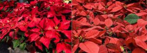 flor de navidad - flor de nochebuena