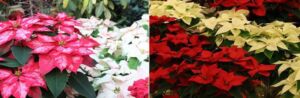 flor de navidad - origen de la flor de navidad