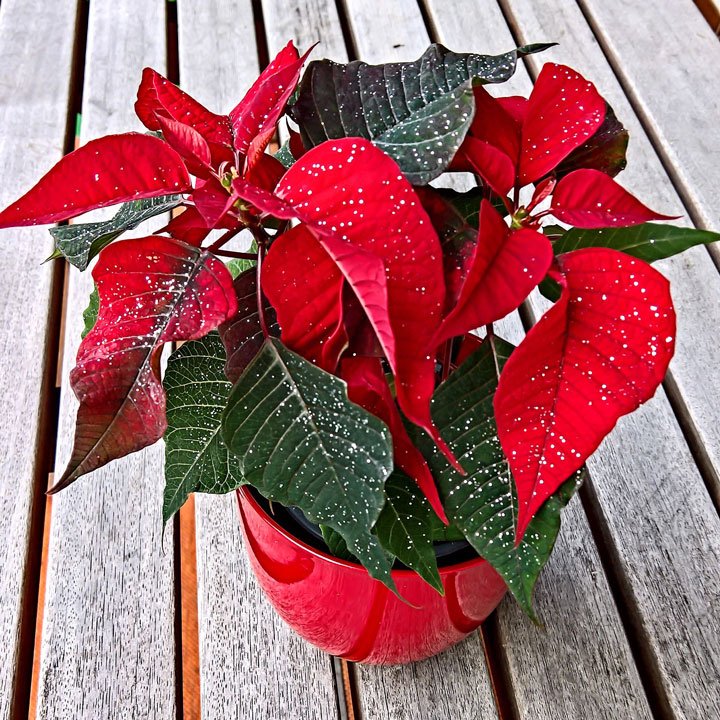 Planta de flor de navidad roja