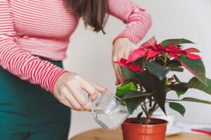 flor de navidad - flor de nochebuena