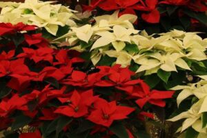 flor de navidad - origen de la flor de navidad