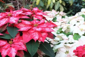 flor de navidad - origen de la flor de navidad