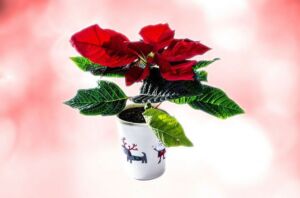 flor de navidad - origen de la flor de navidad