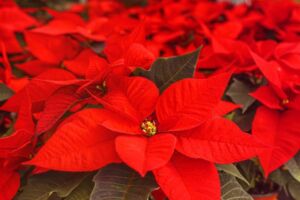 flor de navidad - origen de la flor de navidad