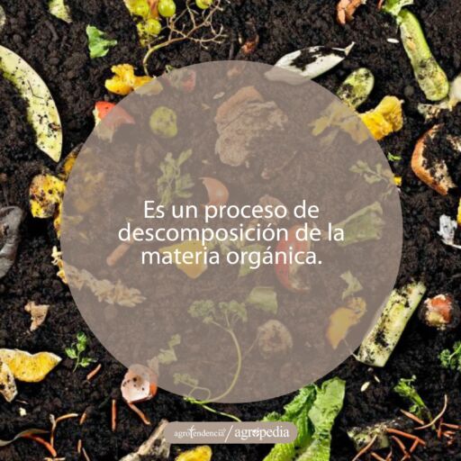 vegetales en proceso de descomposición