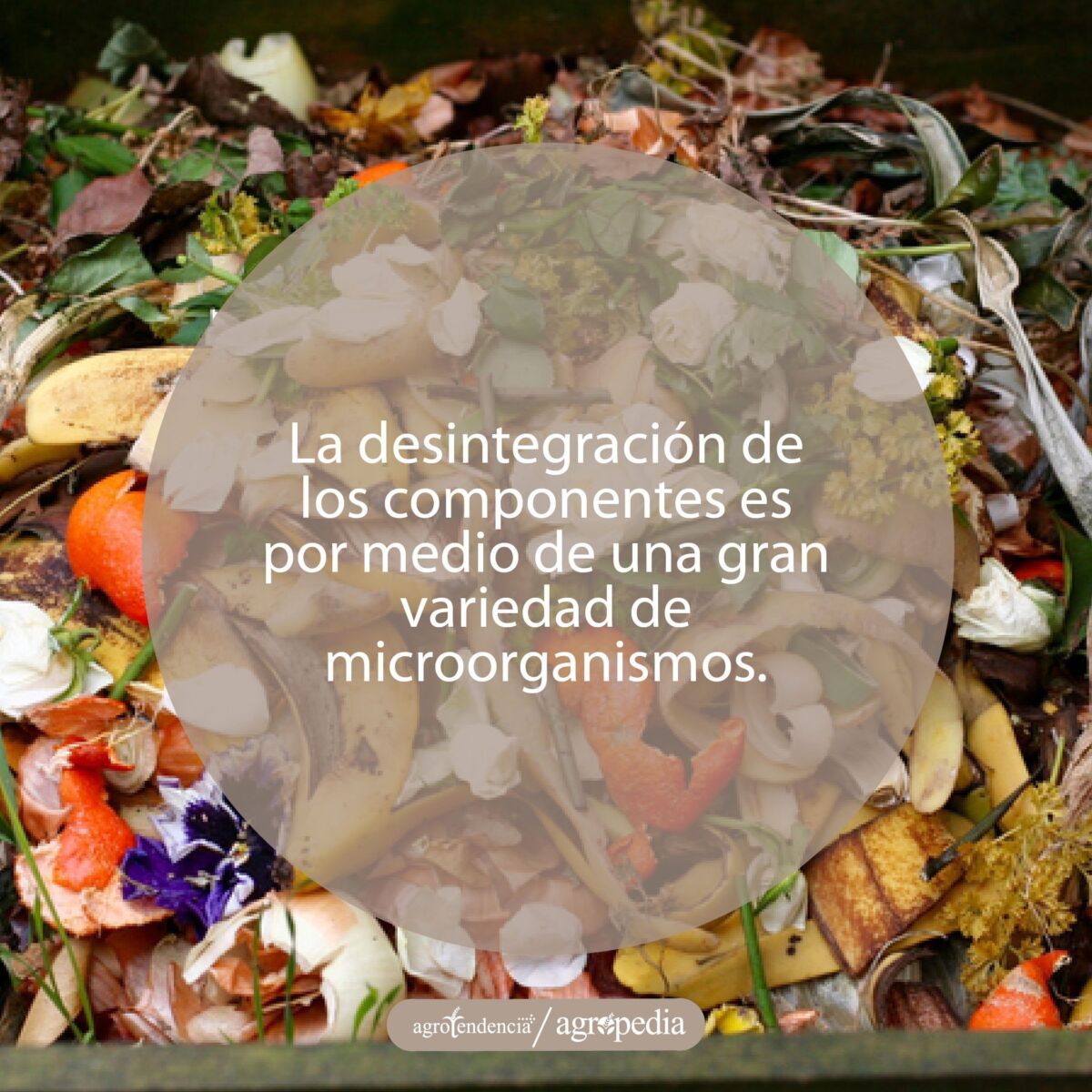 pila de vegetales para ser compostados