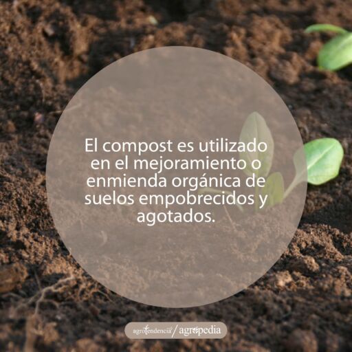 plántulas creciendo en el compost madurado