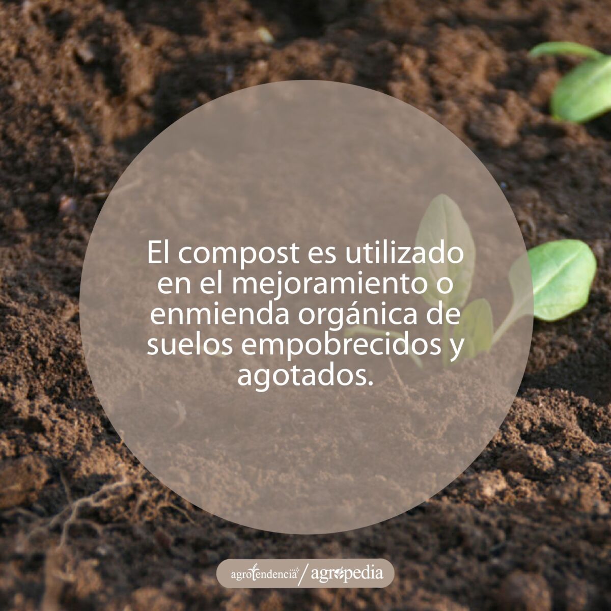 plántulas creciendo en el compost madurado