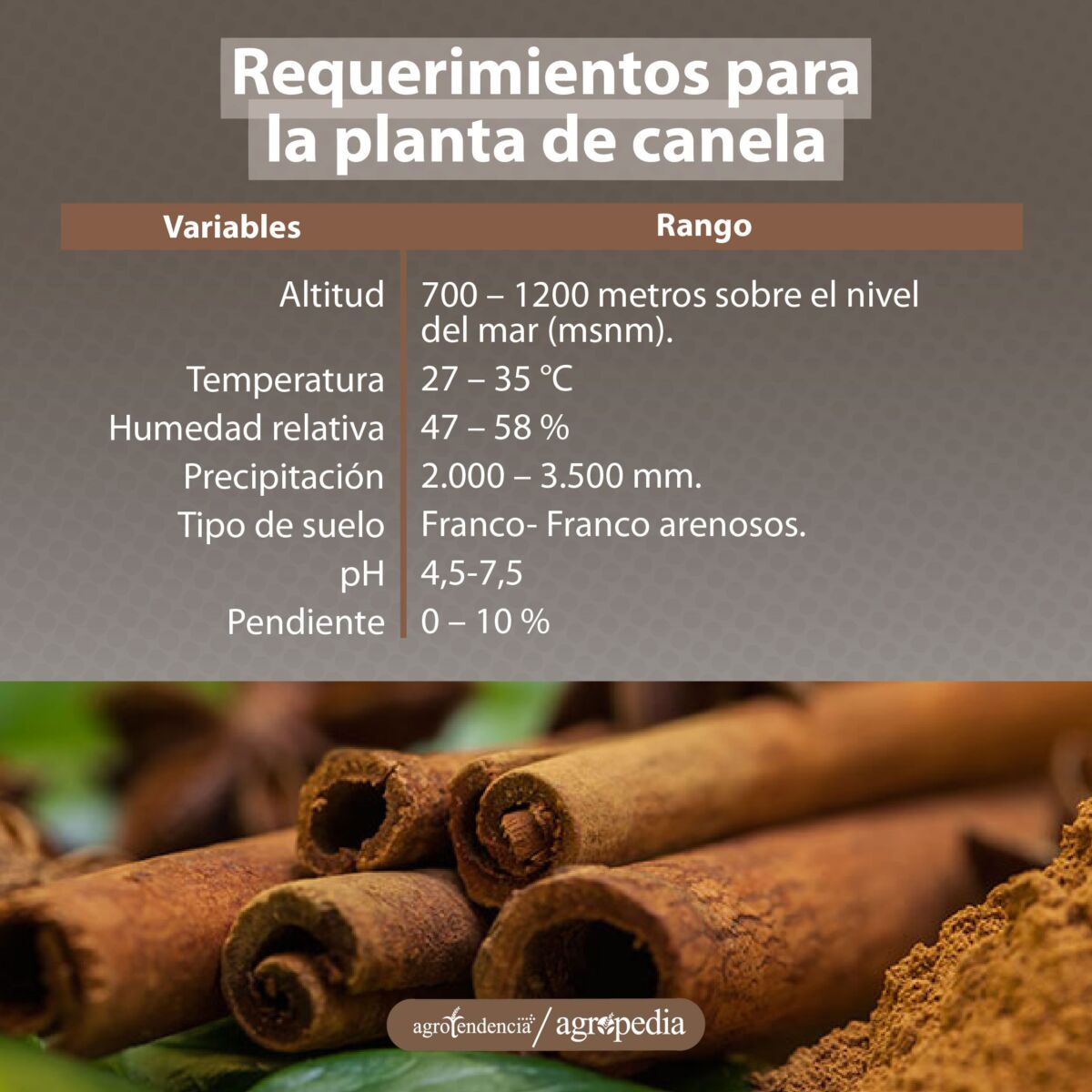 corteza de canela en forma de palitos