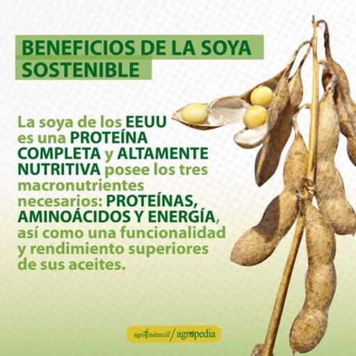 cultivo de soya - manejo agronomico del cultivo de soya