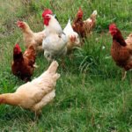 gallinas ponedoras - alimentación gallinas ponedoras