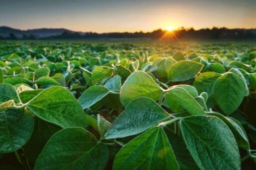 La soya sostenible de EE. UU. promueve un mejor futuro