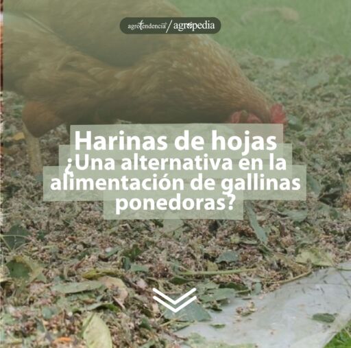 Gallina comiendo harina de hojas