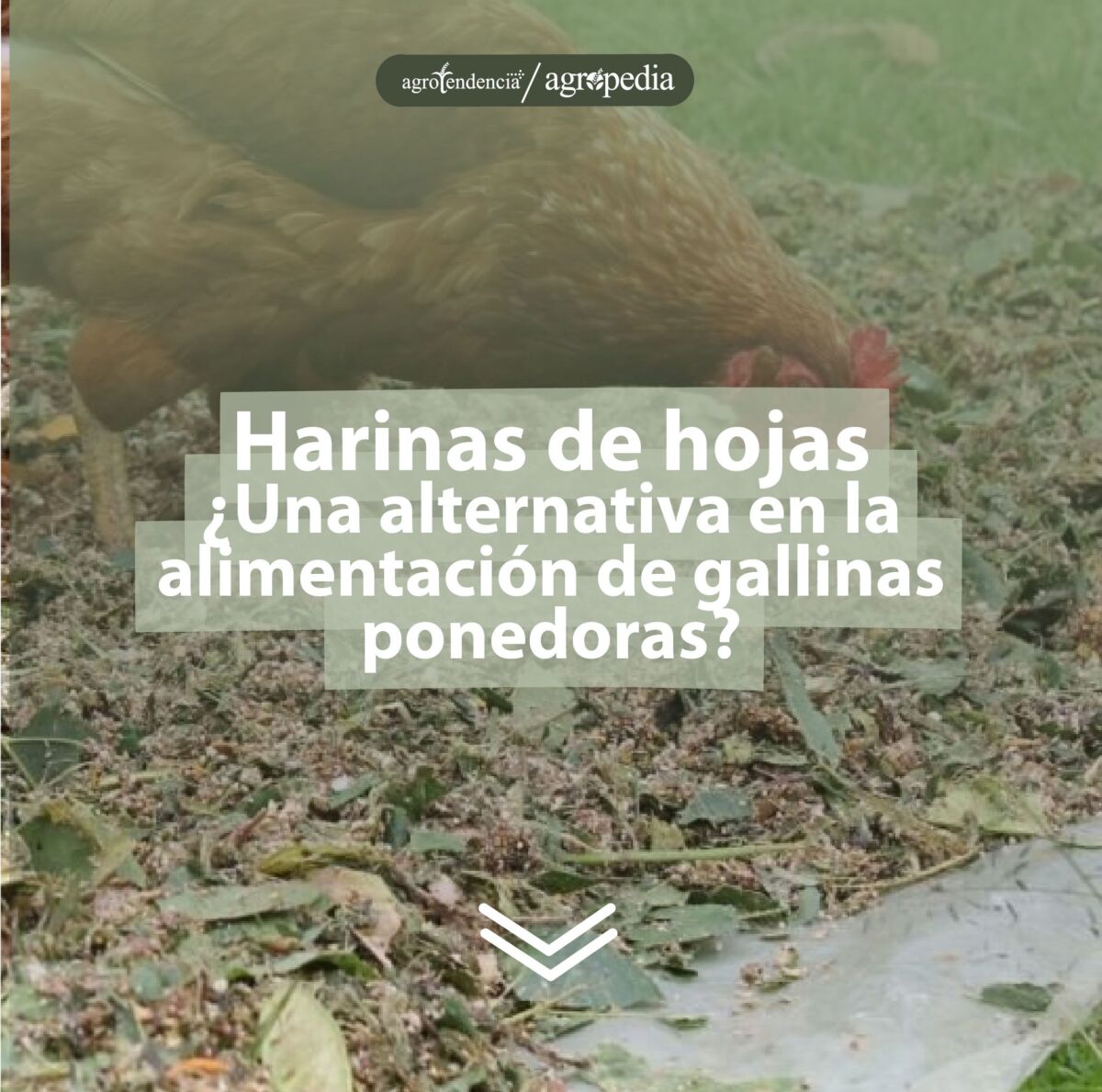 Gallina comiendo harina de hojas