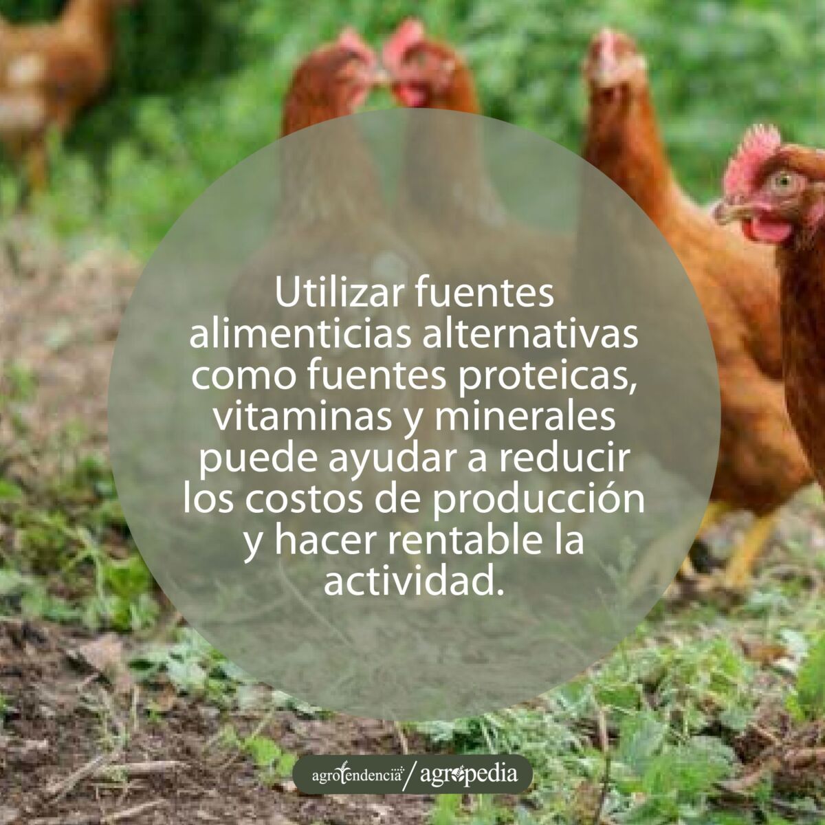 Gallinas caminando entre cesped