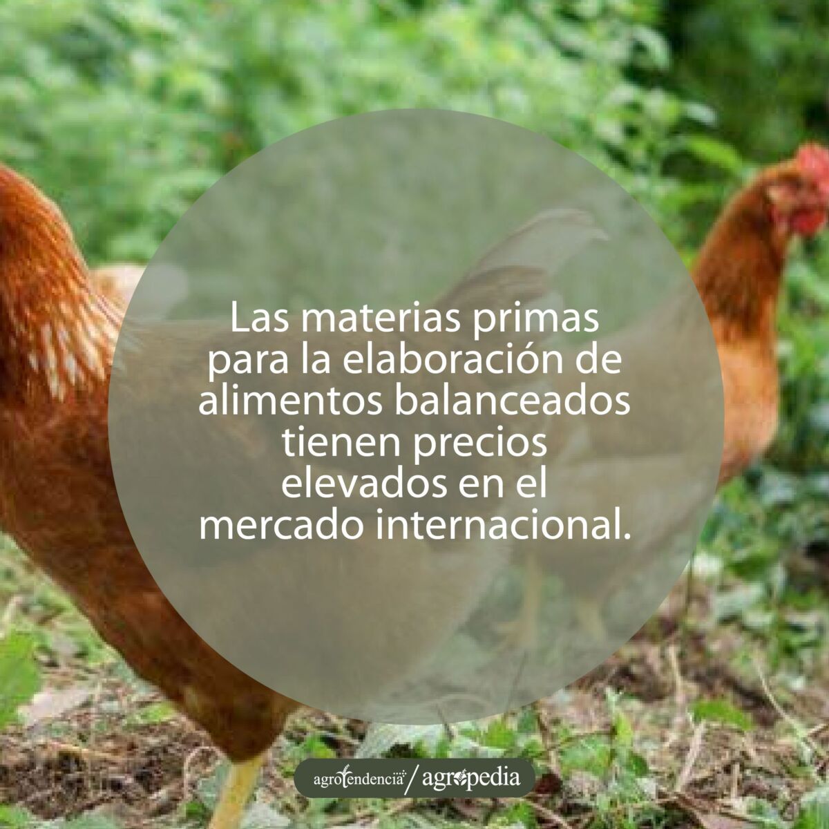 dos gallinas caminando en direcciones inversas