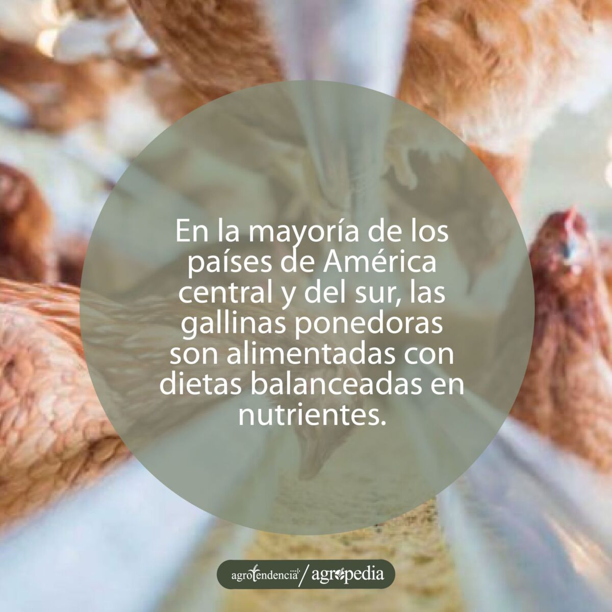 gallinas comiendo alimento en forma de harina en comedero de canal